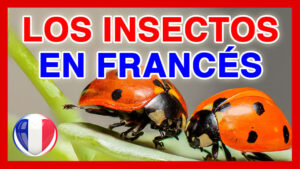 Insectos en frances vocabulario